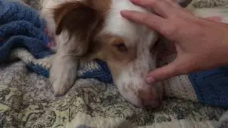 How and When Does a Dog Really Bond with you?  Things to think about...