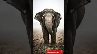 hathi saved the pea crop by spraying insecticide 😭#ai# tree #save#plantas # hathi
