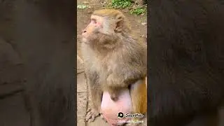 pregnant lady monkey eating beans #pregnant #monkey #eating #beans