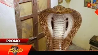 Nandini- Promo | 21 Oct 2025 | Telugu Serial | Gemini TV