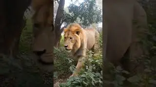#lion #soundeffectsstudio #animals #audio #wildanimals #wildlife #tiger #bigcats #lionking