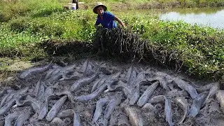 OMG! Technique Fishing Under Secret Grass - Traditional Catching Copper Fish & Catfish in Dry Season