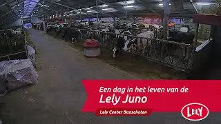 Lely Juno - een dag in het leven van