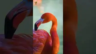 Why Flamingos Are Pink 🦩 | The Crazy Truth You Didn&rsquo;t Know! #facts #cat #funfacts #viral #animals