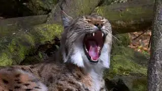 Growls and Calls of Predators birds, lynx, camel and others