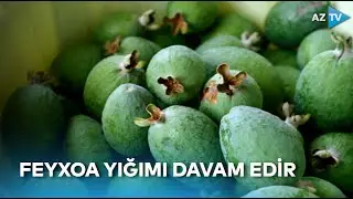 Cənub bölgəsinin ən böyük sitrusçuluq rayonlarından olan Lənkəranda feyxoa yığımı davam edir