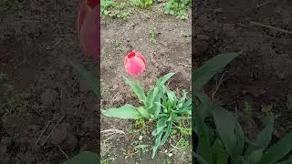 Тюльпаны 🌷 лучше.  