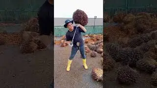 VIRAL..! ADU KEKUATAN ANGKAT BUAH SAWIT - BERAT +_ 65 KG#shorts #sawit