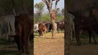 #cow #cowvideos #animals #animallovers #animals #animallovers #petlover #pets #shortvideo #shorts