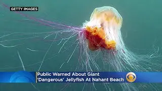 Public Warned About Giant, 'Dangerous' Jellyfish At Nahant Beach