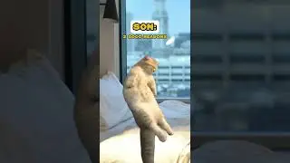 Mom wakes up son for school 🤣 (CAT MEMES🐈) @lukedavidson81 #shorts