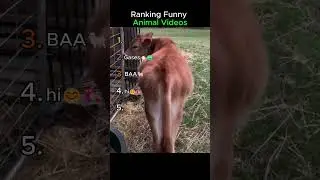 Ranking Funny Animal Videos🤣🐻