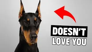 Does Your Dog Still Love You? 10 Signs Their Feelings Are Fading