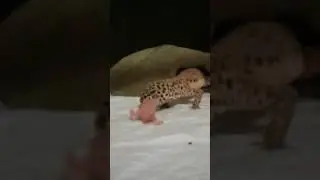 Tangerine tornado leopard gecko