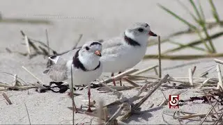 Cape Cod Wild: Bustling Birds, Cape Coyotes & the Pamet Puma