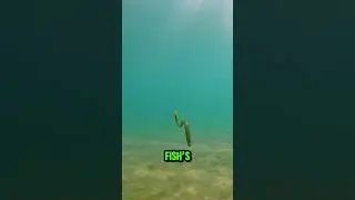 Underwater Footage of a Soft Plastic Worm Lure in Action #fishing #lurefishing