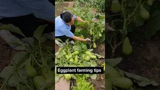 Prune after several harvests  Let The Eggplant Tree Grow New Branches #farming #gardening