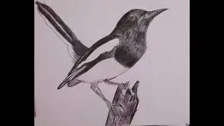 National bird of Bangladesh#art #doyel#drawing #magpie robin#robin#drawn by me#magpie#pencil drawing