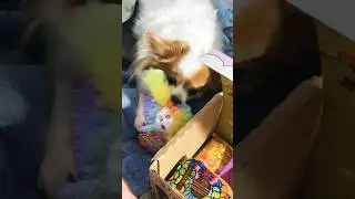 July Bark Box #barkbox #dog #shorts