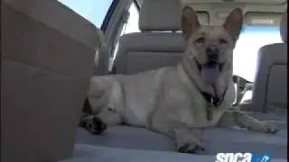 spcaLA Pet Tips: Hot Weather Safety
