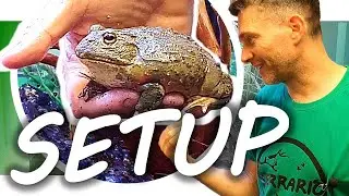 IDEAL SETUP: AFRICAN BULLFROG AQUATERRARIUM | Substrate & Thermal Gradient
