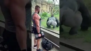 1 = Human Strength / 2 = Gorilla Strength &mdash; Be Honest