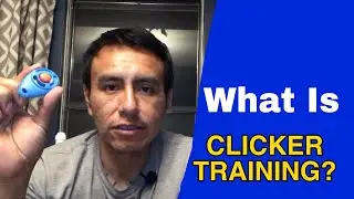 What Is Clicker Training? Dog Training.
