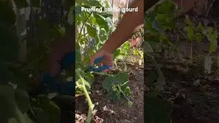 Pruning Bottle Gourd
