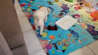How Do Dogs React to Robot Vacuums?