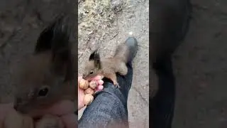 Белка спешит к нам. The squirrel hurries to us #squirrel #белка #shorts #गिलहरी