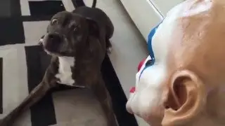 scared dog not approves with halloween mask