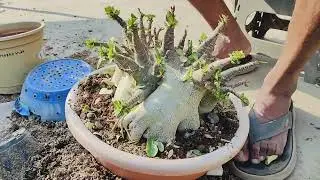 ठंड में अडेनियम क्यो अपरूट करना पड़ रहा | why am I uprooting adenium in winter 