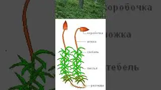 Как по-новому взглянуть на лес?