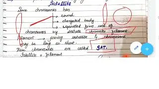 what are Satellite Chromosomes?