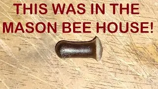 Harvesting The Mason Bee House....But They're Not Mason Bee Cocoons!