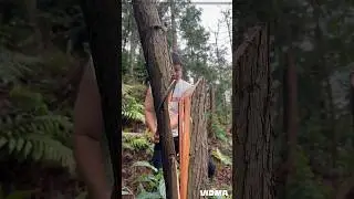 World Unique Tree Cutting Skills
