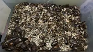 Ant Winter Survival: How Colonies Beat the Cold