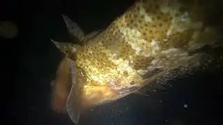 Part 16 night fishing sari saring isda hunting 🤙👏  