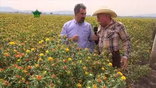 AgroScience | Nutrición Completa en Cártamo | La Mejor Inversión
