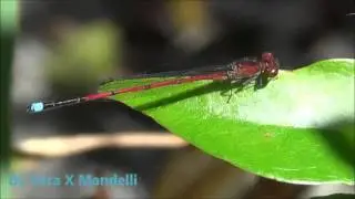 * DONZELINHA * * DAMSELFLY * . 1 .
