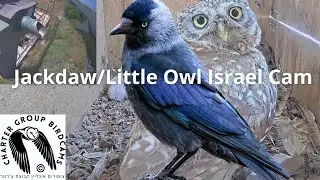 LIVE Little Owl Israel Cam 1 | כוס | The Charter Group of Wildlife Ecology