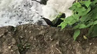 Green Heron (Continued)