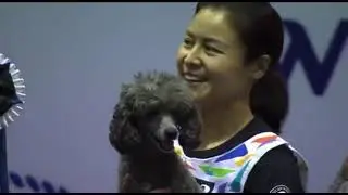 2022 Agility AKC Invitational Championship - Skye and Han Yu