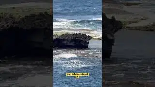Seals on Rottness island 🇦🇺