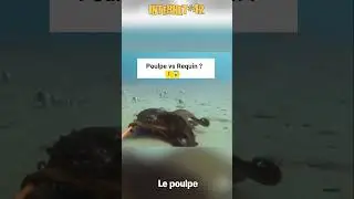 Un poulpe attaque un Requin 😱