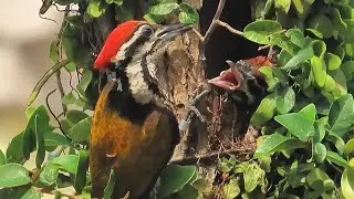 Feeding round the Clock! - COMMON FLAMEBACK WOODPECKER Nesting 