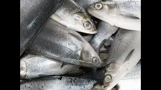 Easy how to catch Bangos