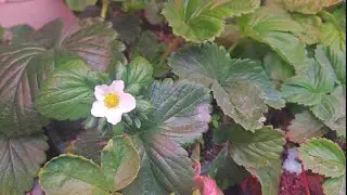 无花果的绝配草莓！目前各品种的长势！