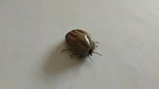 Ticks&nbsp;(Ixodida mites)
