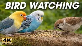 Videos for Cats to Watch 😺 Forest Birds & Playful Squirrels | 3 Hours Nature Window (4K)